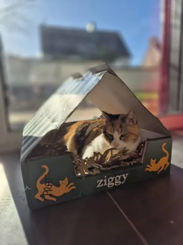 Ziggy Senior natvoer zalm 4 x 100 g graanvrij
