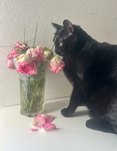 Ziggy Le Félin Déchaîné tijdschrift katten editie 13
