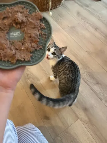Ziggy Gesteriliseerde Kat Witvis natvoer 4 x 100 g graanvrij
