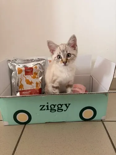 Ziggy Kitten Starter Kit startpakket 2-4 maanden