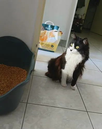 Ziggy plantaardige kattenbakvulling 10L niet-klontvormend