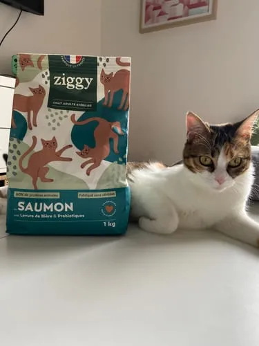 Ziggy brokken gesteriliseerde kat zalm 1 kg graanvrij