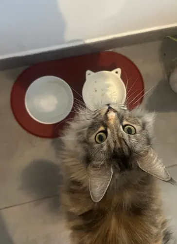 Ziggy Cool Cat Club voermat kat roze klein siliconen antislip