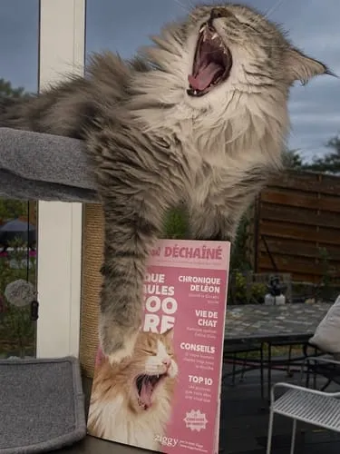 Ziggy Maine Coon gesteriliseerd brokken kip 2,5 kg graanvrij