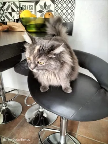 Ziggy Le Félin Déchaîné tijdschrift katten editie 13