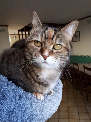 Ziggy Félin Déchaîné kattenmagazine editie 5 Frans