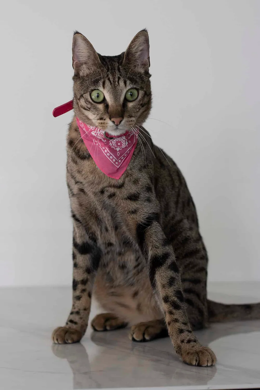 Poezenparadijs Bandana kattenhalsband S-M met ringetje