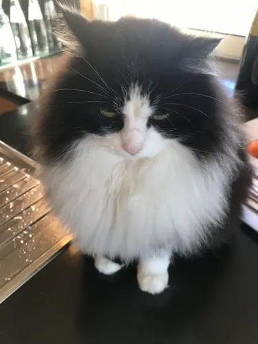 Ziggy VET natvoer kat urinewegen varken 4 x 100 g