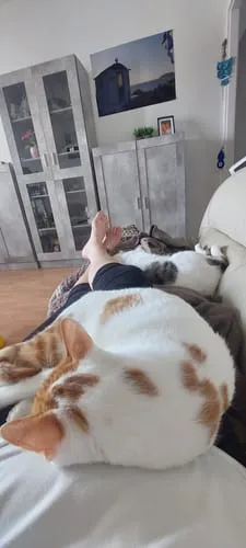 Ziggy The French Brush kattenborstel dubbelzijdig vegan