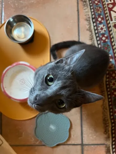 Ziggy Cool Cat Club likmat kat geel siliconen