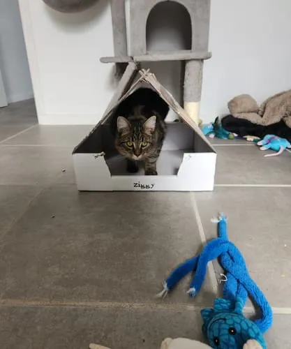 Ziggy Le Félin Déchaîné kattenmagazine nummer 6 Frans