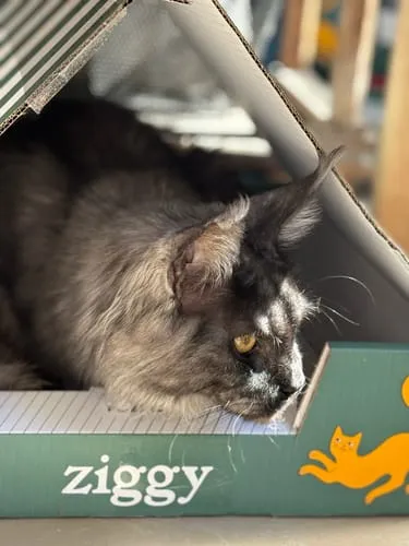 Ziggy kittenbrokken kip met zalmolie 1kg graanvrij