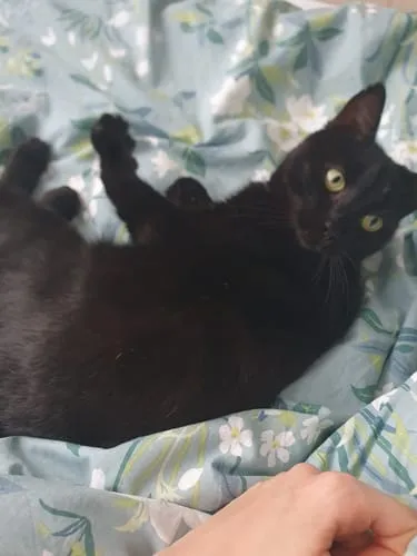Ziggy Hart kattenspeeltje catnip katoen