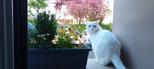 Ziggy VET natvoer kat urinewegen varken 4 x 100 g