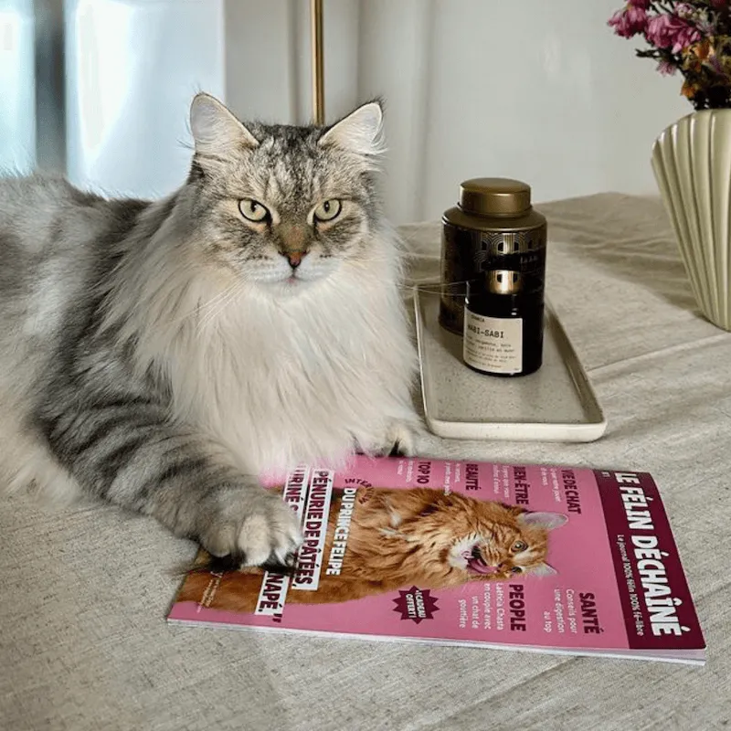 Ziggy Félin Déchaîné Issue 1 kattenmagazine Frans