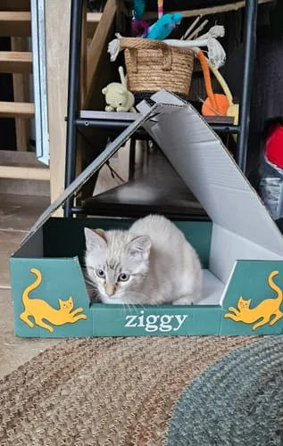 Ziggy natvoer kitten forel 4x100g graanvrij