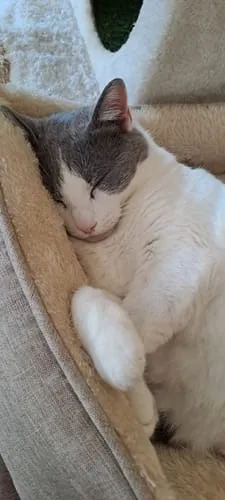 Ziggy Gesteriliseerde Kat Witvis natvoer 4 x 100 g graanvrij
