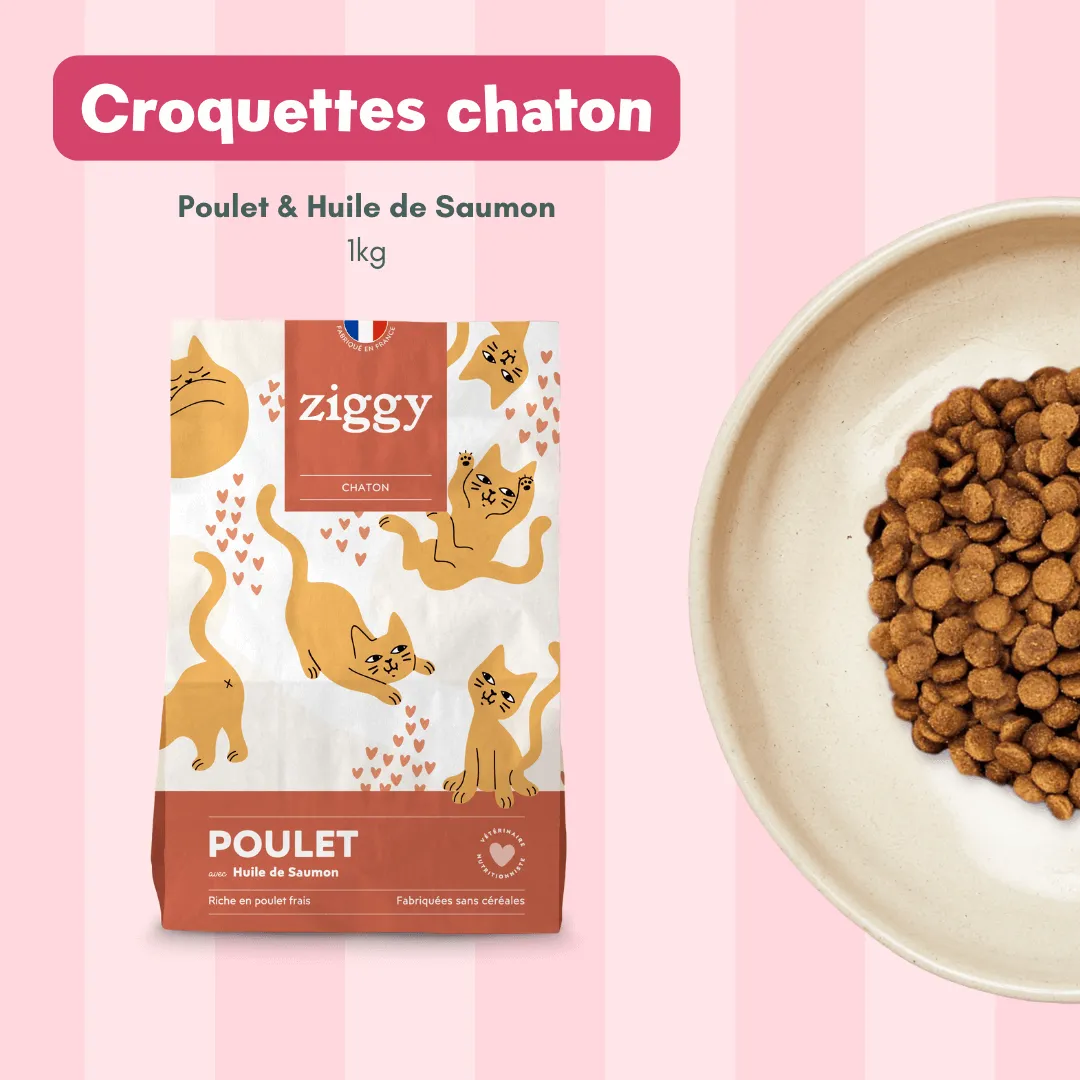 Ziggy Discovery Box kitten brokken natvoer 1 kg + 8 x 100 g