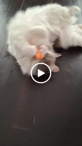 Ziggy Mascot kattenspeeltje catnip katoen