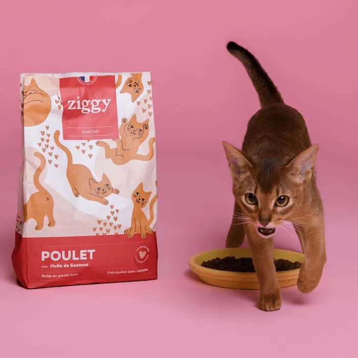 Ziggy Discovery Box kitten brokken natvoer 1 kg + 8 x 100 g