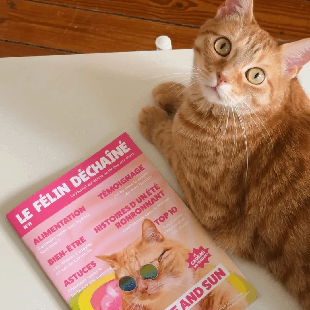 Ziggy Félin Déchaîné kattenmagazine editie 11 Frans