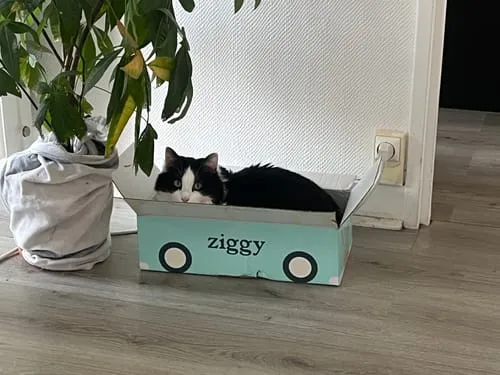 Ziggy Maine Coon gesteriliseerd brokken kip 2,5 kg graanvrij