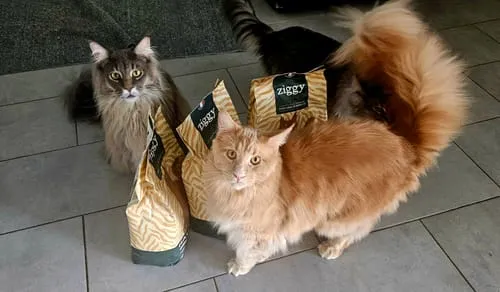 Ziggy Maine Coon gesteriliseerd brokken kip 2,5 kg graanvrij