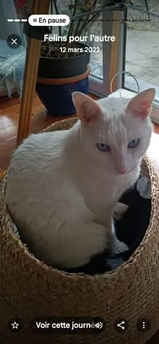 Ziggy Proefpakket droogvoer kat kitten 3 smaken