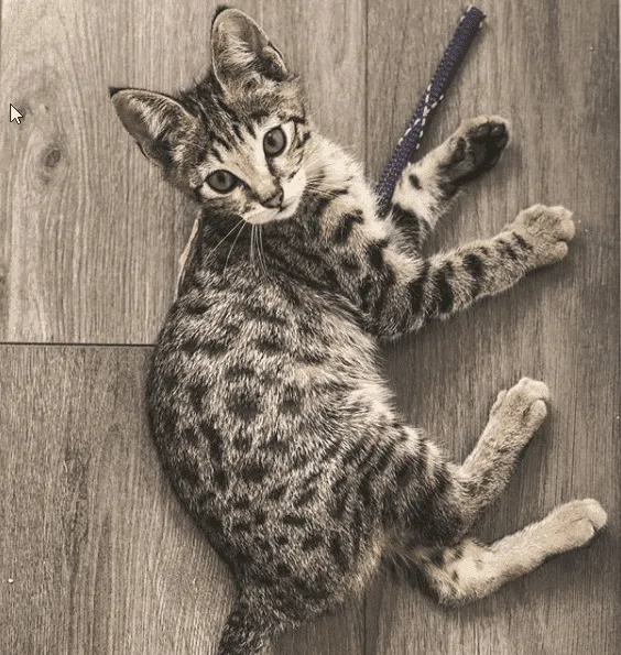 Poezenparadijs Super Boinks XL kattenspeeltje nylon 20 cm