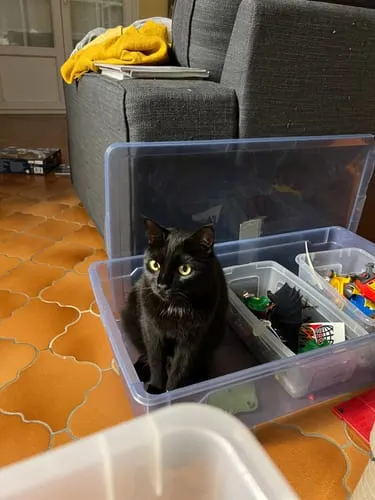 Ziggy Félin Déchaîné kattenmagazine editie 5 Frans