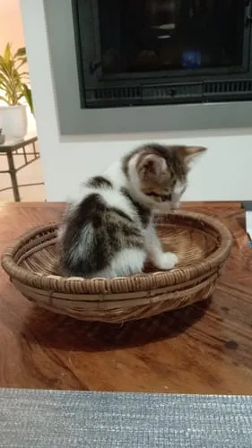 Ziggy Hart kattenspeeltje catnip katoen