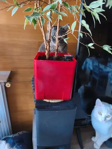 Ziggy Le Félin Déchaîné tijdschrift editie nr 15