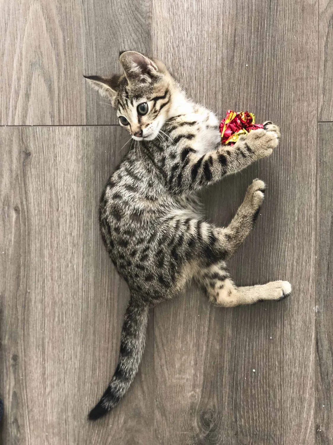 Poezenparadijs Knisperbal Kattenspeeltje 4 stuks 6cm