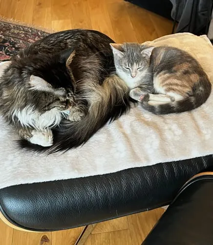 Ziggy Proefpakket droogvoer kat kitten 3 smaken