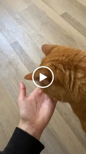 Ziggy Relax kattensnoepjes zalm valeriaan 40g graanvrij