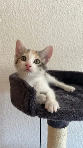 Ziggy Relax kattensnoepjes zalm valeriaan 40g graanvrij