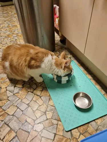 Ziggy Cool Cat Club voerbak roze keramiek
