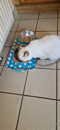 Ziggy kitten natvoer rund graanvrij 4x100g eiwitrijk