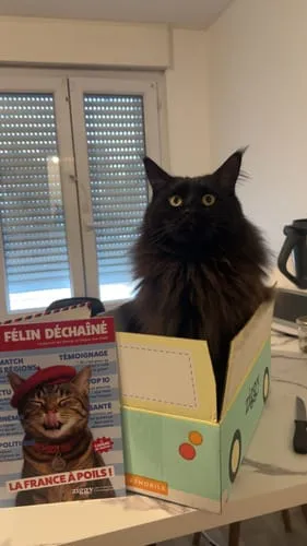 Ziggy Félin Déchaîné tijdschrift editie nr. 12 Frans