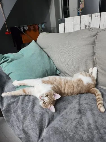 Ziggy plantaardige kattenbakvulling 10L niet-klontvormend