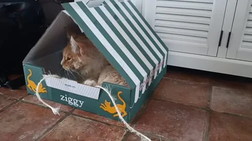 Ziggy natvoer kat rund graanvrij 4 x 100 g