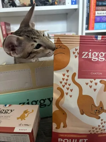 Ziggy Discovery Box kitten brokken natvoer 1 kg + 8 x 100 g