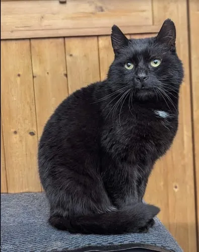 Ziggy Gesteriliseerde Kat Witvis natvoer 4 x 100 g graanvrij