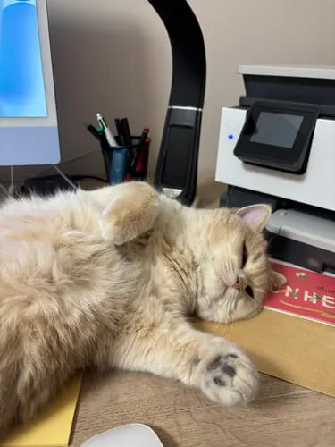 Ziggy Le Félin Déchaîné tijdschrift katten editie 13