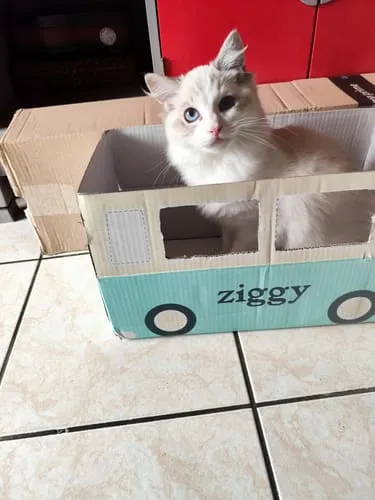 Ziggy Le Félin Déchaîné tijdschrift editie nr 15