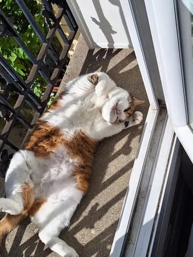 Ziggy Proefpakket droogvoer kat kitten 3 smaken