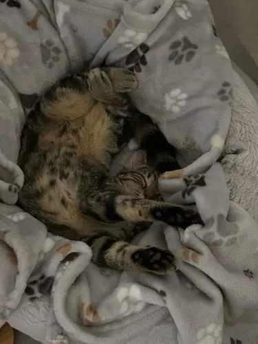 Ziggy Le Félin Déchaîné tijdschrift katten editie 13
