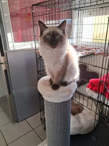 Ziggy Le Félin Déchaîné tijdschrift katten editie 13