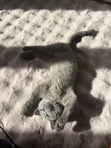 Ziggy plantaardige kattenbakvulling 10L niet-klontvormend