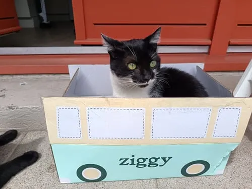 Ziggy graanvrij natvoer gesteriliseerde kat zalm 4x100g